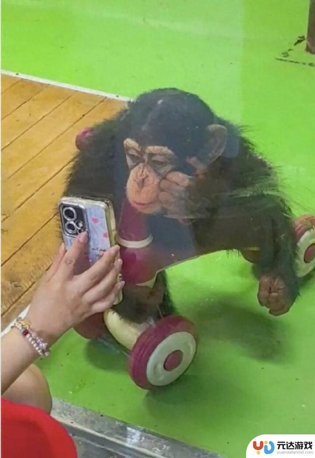 上海野生动物园告诫大家：请停止给猩猩看手机，可能会导致健康问题