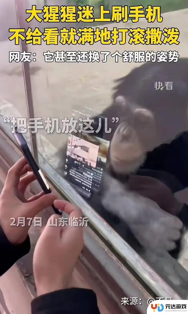 上海野生动物园提醒：请勿让网红猩猩使用手机，可能会影响视力！