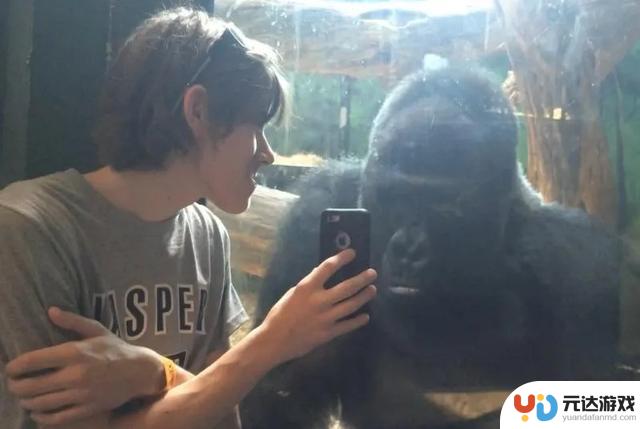 上海野生动物园提醒：请勿让网红猩猩使用手机，可能会影响视力！