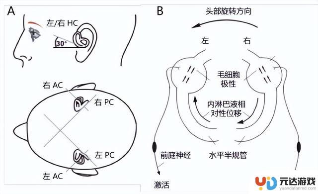 iPhone 新功能能有效缓解晕车症状吗？